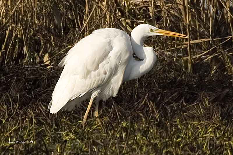 Airone bianco maggiore - Casmerodius albus